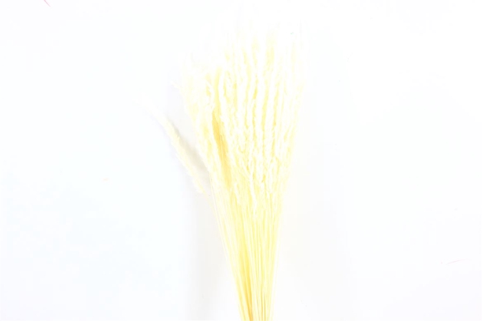 Dried Erba Cristina Bleached Bunch