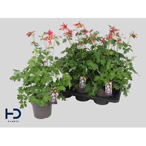 AQUIL EARLYB RED YEL