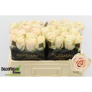 R Gr Roxanne Alisha