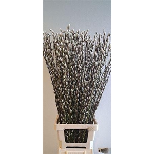 T Salix Ca Snow Flake 100cm