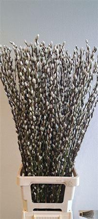 <h4>T Salix Ca Snow Flake 100cm</h4>