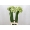 Ornithogalum Saundersiae