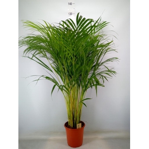 Dypsis lutescens   ...Chrysalidoca