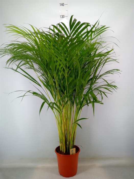 <h4>Dypsis lutescens   ...Chrysalidoca</h4>