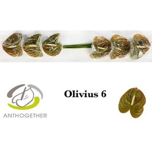 Anthurium Olivius