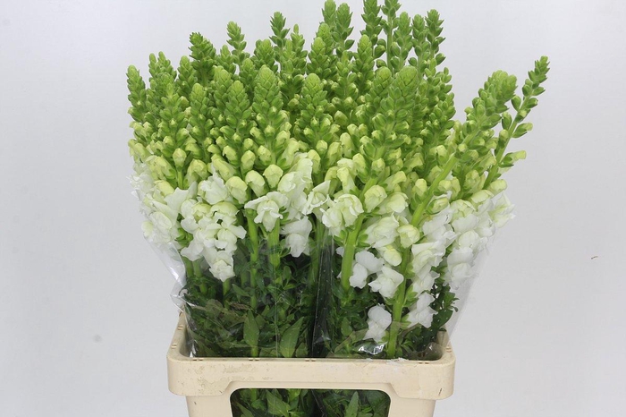 <h4>Antirrhinum Potomac White</h4>