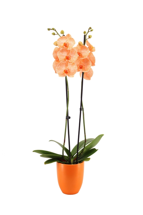<h4>Hugo Mandarin Phal I Am Orange 2T14+</h4>