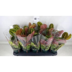 Maranta leuc. 'Fascinator'