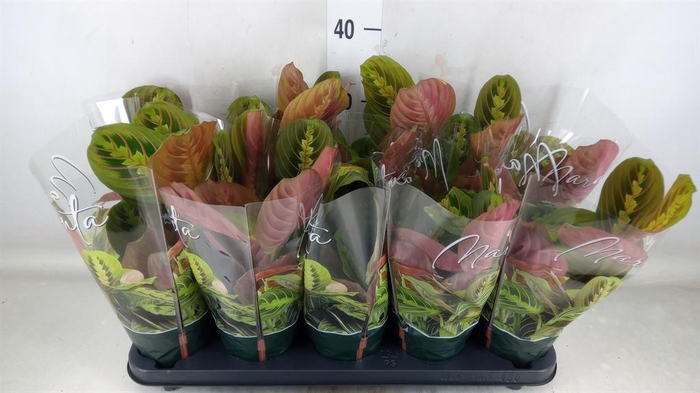 <h4>Maranta leuc. 'Fascinator'</h4>