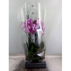 Phalaenopsis  'Brother You'