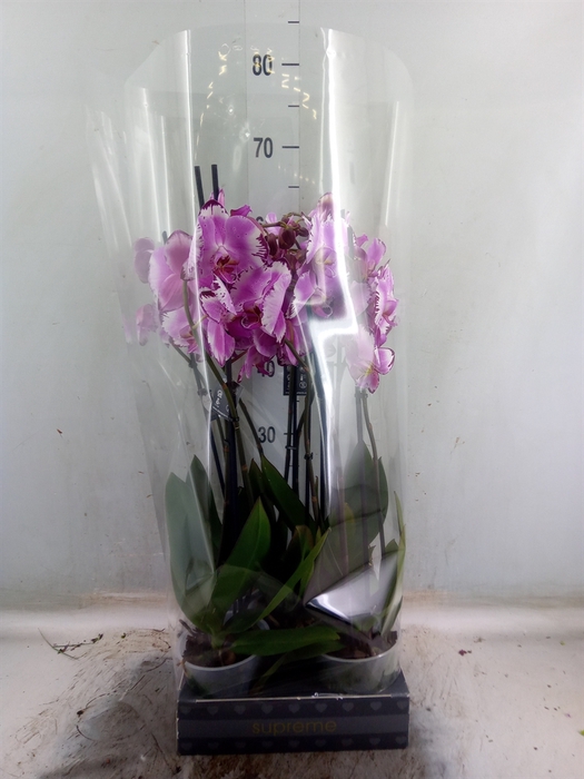 <h4>Phalaenopsis  'Brother You'</h4>