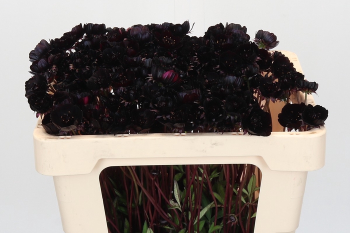 <h4>Cosmos Black Beauty</h4>
