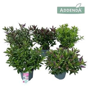 Hebe Addenda mélangé dans pot