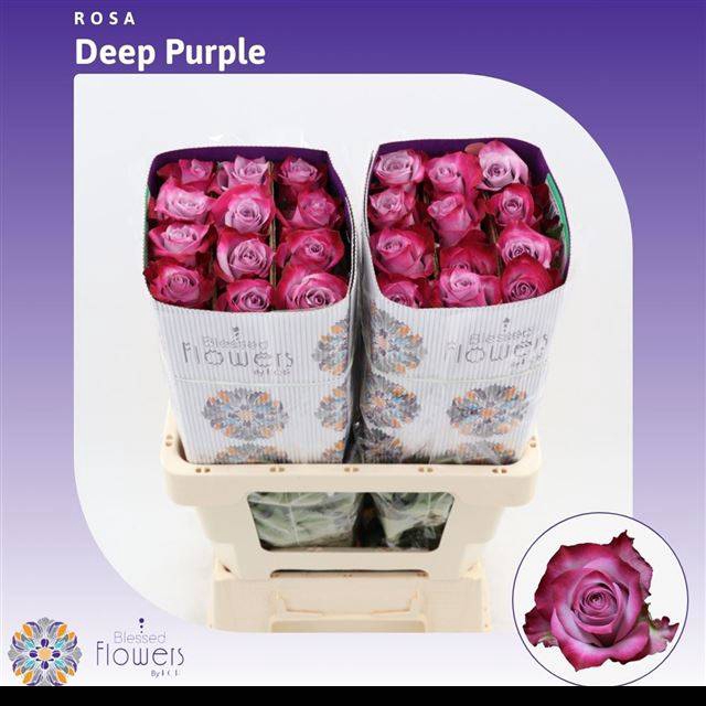 <h4>R Gr Deep Purple</h4>