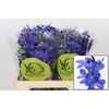 Delphinium Be Volkerfrieden
