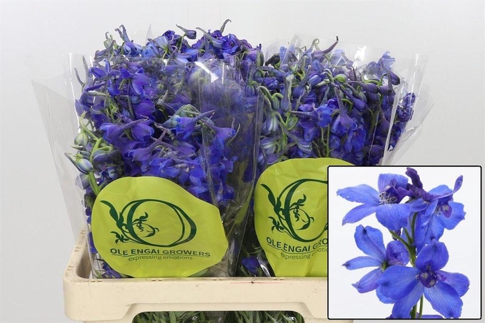 <h4>Delphinium Be Volkerfrieden</h4>