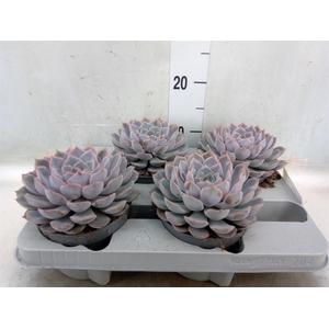 Echeveria  'Orion'