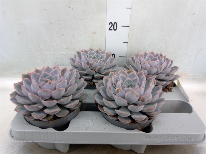 <h4>Echeveria  'Orion'</h4>