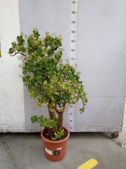 <h4>Crassula ...</h4>