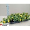 arr8 Calib Minif Yellow