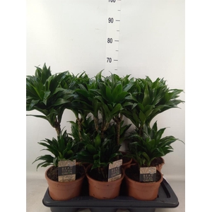 Dracaena frag. 'Compacta'