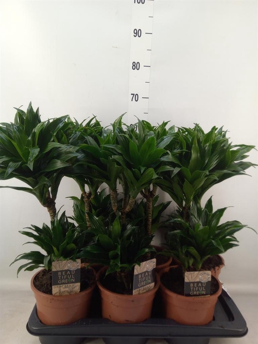 <h4>Dracaena frag. 'Compacta'</h4>