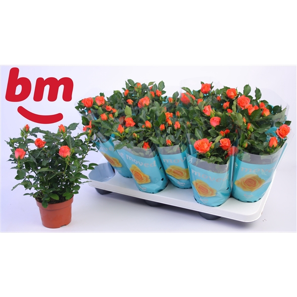<h4>Rosa Orange Jewel Beau Monde (10,5 cm)</h4>