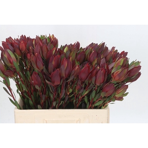Leucadendron Senorita Spray