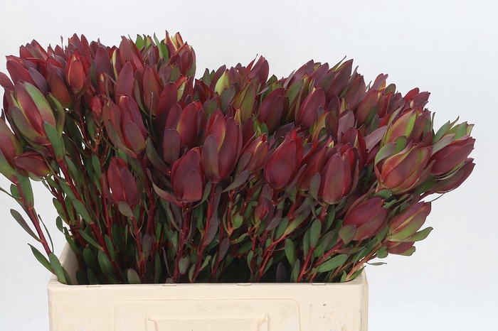 Leucadendron Senorita Spray