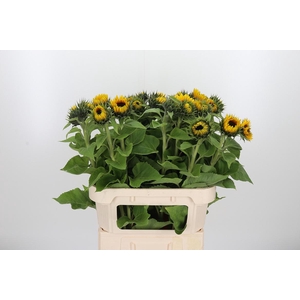 Helianthus Sunrich Orang