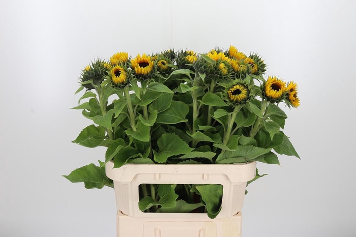 <h4>Helianthus Sunrich Orang</h4>