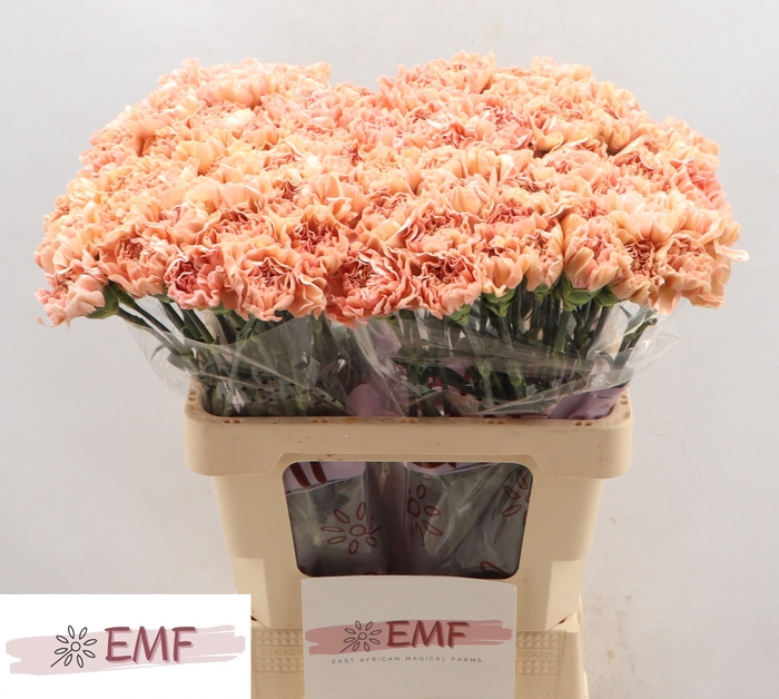 <h4>DI ST SAONA+</h4>