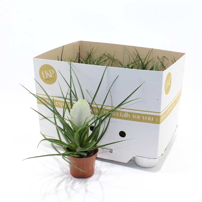 <h4>TILL CY BIANCINI</h4>