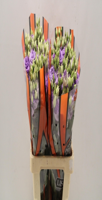 <h4>Lisianthus do corelli lavender</h4>