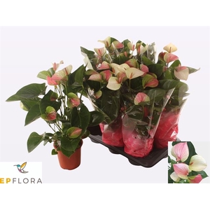 Anthurium Andreanum Fantasy Love 17Ø 65cm 6fl