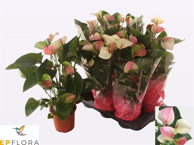 Anthurium Andreanum Fantasy Love 17Ø 65cm 6fl