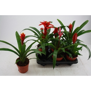 BROMELIA GEM 4 SRT