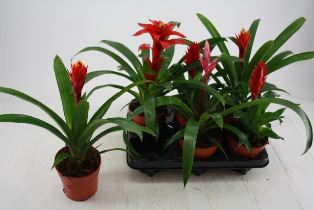 BROMELIA GEM 4 SRT