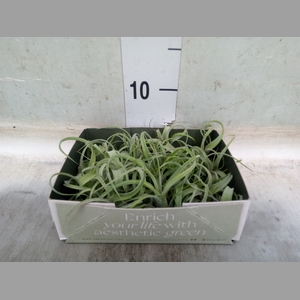 Tillandsia
