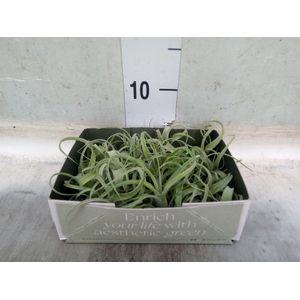 Tillandsia