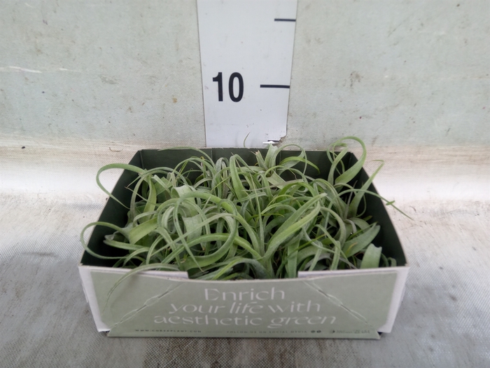 <h4>Tillandsia</h4>