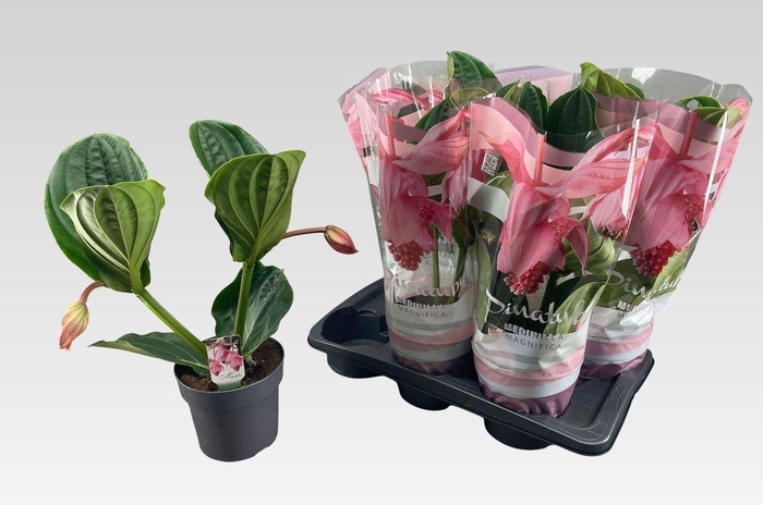 <h4>MEDIN MAG FLAMENCO</h4>