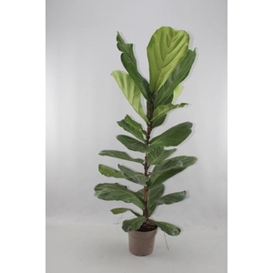 FICUS LYRATA