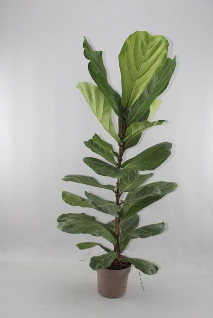 <h4>FICUS LYRATA</h4>