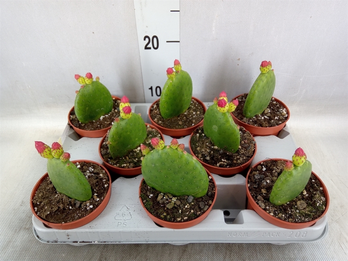 <h4>Opuntia</h4>