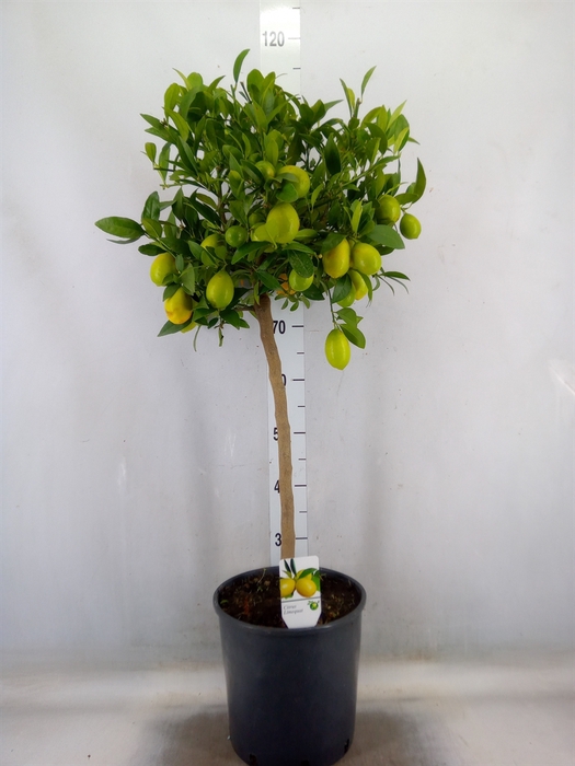 <h4>Citrus   ...</h4>