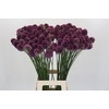 Allium Sphaerocephalon
