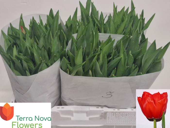 <h4>TU EN LALIBELA</h4>