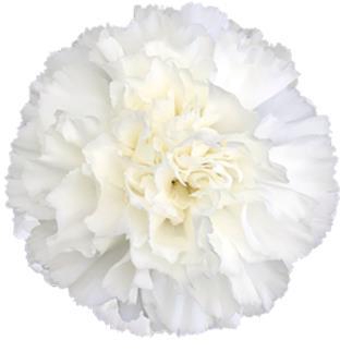 <h4>Di St Moonlight</h4>