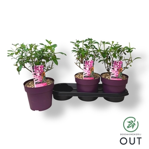 BUDD DAVIDII OV